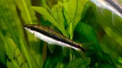 Siam. Rüsselbarben Sommer 2009