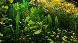 Pflanzen im Aquarium RR-Becken