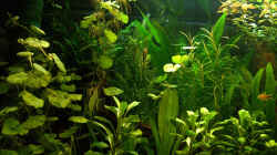 Pflanzen im Aquarium RR-Becken