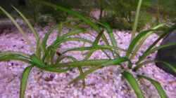 Pflanzen im Aquarium Becken 12791