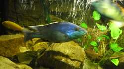 Nimbochromis Polystigma ´Bock´ ca. 22cm