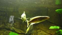 Champsochromis caeruleus ca. 12cm