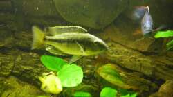 Dimidiochromis Kiwinge ´Bock´ ca. 15cm