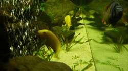 Aquarium Malawi Traum ( nicht mehr vorhanden)