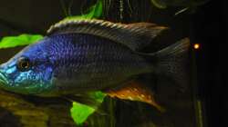 Dimidiochromis Strigatus ´Bock´ ca. 22cm