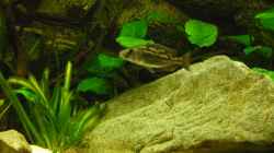 Nimbochromis Fuscotaeniatus `Weib` ca. 8-9cm