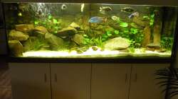 Aquarium Malawi Traum ( nicht mehr vorhanden)