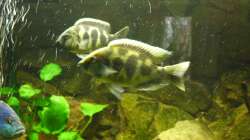 Nimbochromis Venustus ´Paar´ ca. 17-20cm