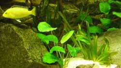 Aquarium Malawi Traum ( nicht mehr vorhanden)