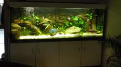 Aquarium Malawi Traum ( nicht mehr vorhanden)