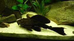 Wabenschilderwels ca. 35cm