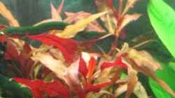 Pflanzen im Aquarium Becken 12848