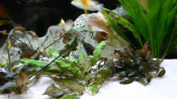 Pflanzen im Aquarium Becken 1288