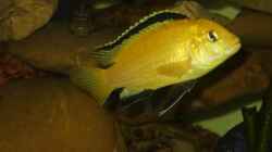 Labidochromis Caeruleus sp.Yellow M
