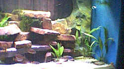 Aquarium Becken 129