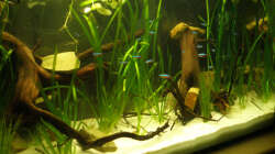 Aquarium 112 Südamerika,A