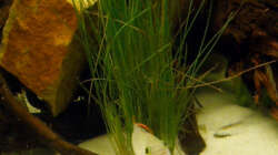 Ein Hamster ? -  Nein,der Pandurobock