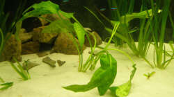 Wer kennt diese Pflanze ?