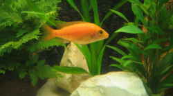 Aulonocara Firefish red, Weibchen