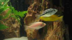 Aul. Firefish Weibchen, Protomelas Boadzulu Weibchen, Yellow Weibchen