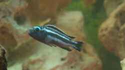 Kobaltorangebarsch-Melanochromis johannii