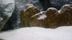 Besatz im Aquarium Parteeey Becken