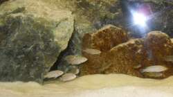 Besatz im Aquarium Parteeey Becken