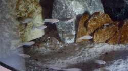 Labido. chisumulae und mbamba bay