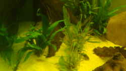 Pflanzen im Aquarium Becken 12959
