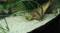 Besatz im Aquarium Diskus Becken (Aufgelöst)