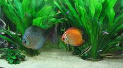 Besatz im Aquarium Diskus Becken (Aufgelöst)