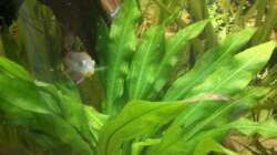 Pflanzen im Aquarium Diskus Becken (Aufgelöst)