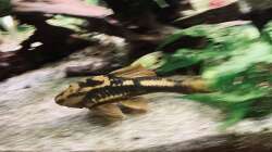 Cochliodon Paraguay RED BRUNO