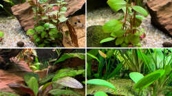 Pflanzen im Aquarium Südamerikanisches Gesellschaftsbecken