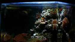 Aquarium Becken 12980