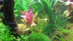 Pflanzen im Aquarium Becken 13028