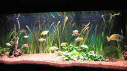 Aquarium Becken 13041