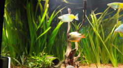 Pflanzen im Aquarium Becken 13041