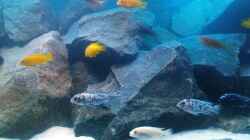 Aquarium Becken 13044