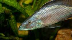 Dimidiochromis compressiceps Männchen