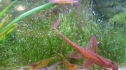 Besatz im Aquarium 54 Liter Asien Becken