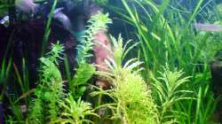 Besatz im Aquarium 54 Liter Asien Becken