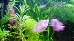 Besatz im Aquarium 54 Liter Asien Becken