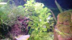 Dekoration im Aquarium 54 Liter Asien Becken
