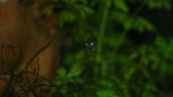 Besatz im Aquarium 54 Liter Asien Becken