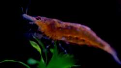 Besatz im Aquarium 54 Liter Asien Becken