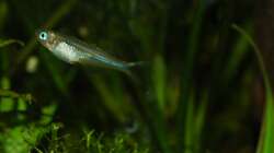 Besatz im Aquarium 54 Liter Asien Becken