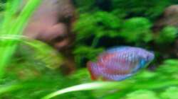 Besatz im Aquarium 54 Liter Asien Becken