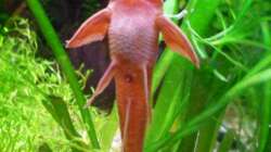 Besatz im Aquarium 54 Liter Asien Becken