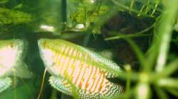 Besatz im Aquarium 54 Liter Asien Becken